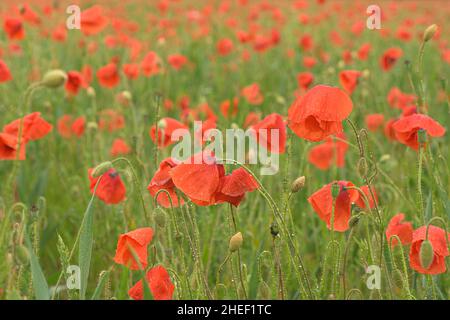 Schönes rot leuchtenden Mohnblumen nach einem Gewitter. Viele Regen fällt auf die Blumen. Stockfoto