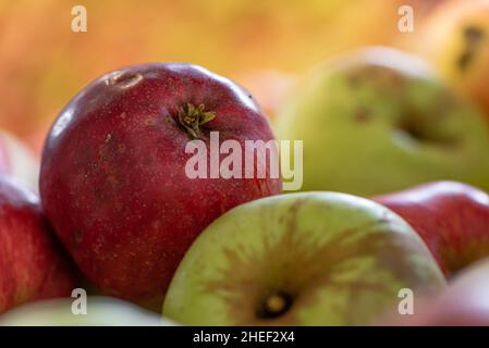 Reife äpfel Fallen gegen glühende verschwommenen Hintergrund in der Saison Herbst Stockfoto