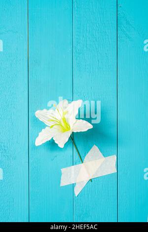 Eine Blume, die mit Klebeband an einer blauen Holzwand befestigt ist Stockfoto