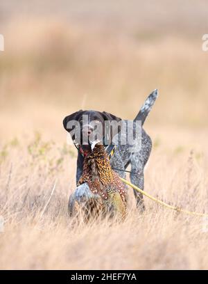 Ein junger Drahthaar-Jagdhund mit einem Hahn-Phasan Stockfoto