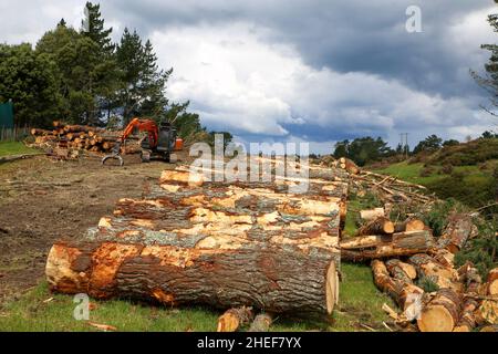 Kiefernholzstämme wurden gefällt und geschnitten, um sie zur Entfernung auf einen Holzstapler stapeln zu können. Schwere Forstmaschinen für ältere Bäume. Nordinsel, Neuseeland Stockfoto