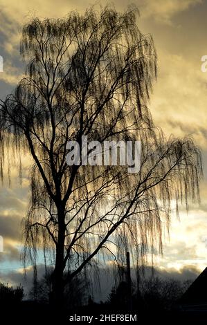 Eine weinende Weide (Salix babylonica) gegen einen Winterhimmel in Inverurie Aberdeenshire, Schottland Stockfoto