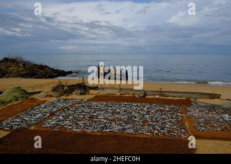 Sri Lanka Chilaw Karukupane - Karukupane Beach Fische trocknen in der Sonne Stockfoto