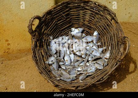 Sri Lanka Chilaw Karukupane - Karukupane Beach Fisch in einem Korb Stockfoto