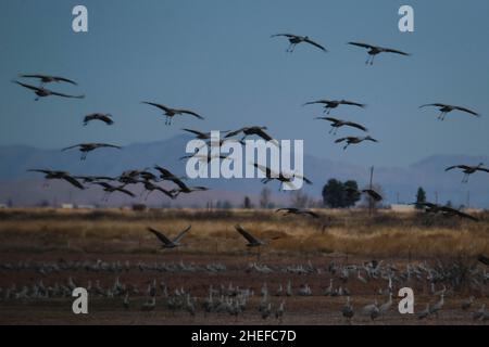 9. Januar 2022, McNeil, Arizona: Jedes Jahr im November beginnen etwa 30.000 Sandhill Cranes ihre jährliche Migration vom North Platte River in Nebraska nach Southern Arizona. Sie überwintern in der Nähe der Stadt McNeal, Arizona, in einem geschützten Gebiet, das als Whitewater Draw Wildlife Area bekannt ist. Am frühen Morgen verlassen sie, um sich auf nahegelegenen Feldern zu ernähren und kehren gegen Mittag an die Ufer eines Sees im Reservat zurück. Am Nachmittag fahren sie meist wieder ab und kehren für den Abend gegen Sonnenuntergang zurück. Die Kraniche bleiben in Arizona bis zum Frühjahr, als sie ihre Reise zurück in den Norden beginnen, wo sie begonnen haben. Diese Stockfoto