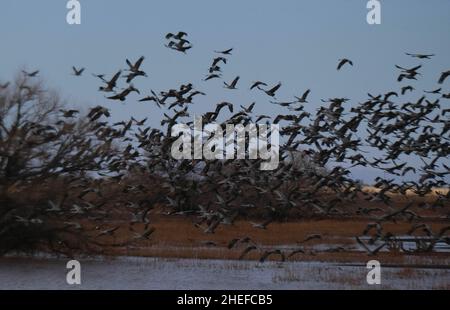 9. Januar 2022, McNeil, Arizona: Jedes Jahr im November beginnen etwa 30.000 Sandhill Cranes ihre jährliche Migration vom North Platte River in Nebraska nach Southern Arizona. Sie überwintern in der Nähe der Stadt McNeal, Arizona, in einem geschützten Gebiet, das als Whitewater Draw Wildlife Area bekannt ist. Am frühen Morgen verlassen sie, um sich auf nahegelegenen Feldern zu ernähren und kehren gegen Mittag an die Ufer eines Sees im Reservat zurück. Am Nachmittag fahren sie meist wieder ab und kehren für den Abend gegen Sonnenuntergang zurück. Die Kraniche bleiben in Arizona bis zum Frühjahr, als sie ihre Reise zurück in den Norden beginnen, wo sie begonnen haben. Diese Stockfoto