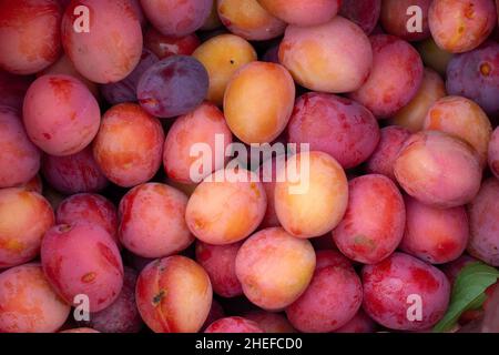 Viele rote und lila reife Pflaumen.Draufsicht.Hintergrund Stockfoto