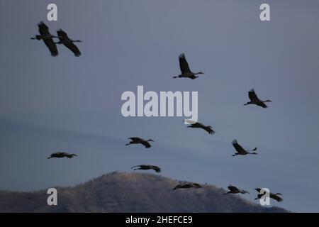 9. Januar 2022, McNeil, Arizona: Jedes Jahr im November beginnen etwa 30.000 Sandhill Cranes ihre jährliche Migration vom North Platte River in Nebraska nach Southern Arizona. Sie überwintern in der Nähe der Stadt McNeal, Arizona, in einem geschützten Gebiet, das als Whitewater Draw Wildlife Area bekannt ist. Am frühen Morgen verlassen sie, um sich auf nahegelegenen Feldern zu ernähren und kehren gegen Mittag an die Ufer eines Sees im Reservat zurück. Am Nachmittag fahren sie meist wieder ab und kehren für den Abend gegen Sonnenuntergang zurück. Die Kraniche bleiben in Arizona bis zum Frühjahr, als sie ihre Reise zurück in den Norden beginnen, wo sie begonnen haben. Diese Stockfoto