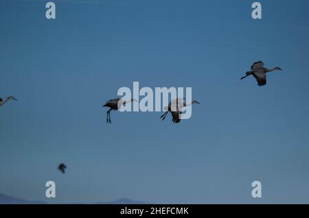 9. Januar 2022, McNeil, Arizona: Jedes Jahr im November beginnen etwa 30.000 Sandhill Cranes ihre jährliche Migration vom North Platte River in Nebraska nach Southern Arizona. Sie überwintern in der Nähe der Stadt McNeal, Arizona, in einem geschützten Gebiet, das als Whitewater Draw Wildlife Area bekannt ist. Am frühen Morgen verlassen sie, um sich auf nahegelegenen Feldern zu ernähren und kehren gegen Mittag an die Ufer eines Sees im Reservat zurück. Am Nachmittag fahren sie meist wieder ab und kehren für den Abend gegen Sonnenuntergang zurück. Die Kraniche bleiben in Arizona bis zum Frühjahr, als sie ihre Reise zurück in den Norden beginnen, wo sie begonnen haben. Diese Stockfoto