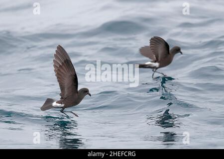 Wilson's Storm-Petrel (Oceanites oceanicus), Unterseite, Einzelvögel fliegen über die Meeresoberfläche, Humboldt-Strömung, nahe den Juan Fernandez-Inseln, Chile Stockfoto