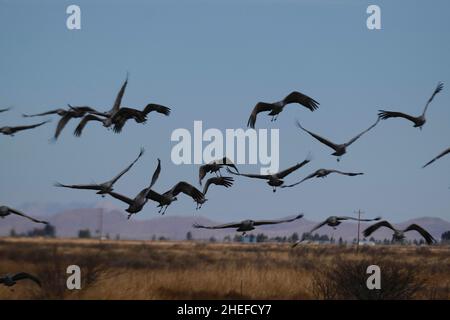 9. Januar 2022, McNeil, Arizona: Jedes Jahr im November beginnen etwa 30.000 Sandhill Cranes ihre jährliche Migration vom North Platte River in Nebraska nach Southern Arizona. Sie überwintern in der Nähe der Stadt McNeal, Arizona, in einem geschützten Gebiet, das als Whitewater Draw Wildlife Area bekannt ist. Am frühen Morgen verlassen sie, um sich auf nahegelegenen Feldern zu ernähren und kehren gegen Mittag an die Ufer eines Sees im Reservat zurück. Am Nachmittag fahren sie meist wieder ab und kehren für den Abend gegen Sonnenuntergang zurück. Die Kraniche bleiben in Arizona bis zum Frühjahr, als sie ihre Reise zurück in den Norden beginnen, wo sie begonnen haben. Diese Stockfoto