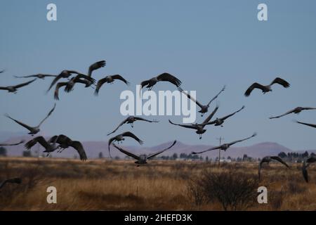 9. Januar 2022, McNeil, Arizona: Jedes Jahr im November beginnen etwa 30.000 Sandhill Cranes ihre jährliche Migration vom North Platte River in Nebraska nach Southern Arizona. Sie überwintern in der Nähe der Stadt McNeal, Arizona, in einem geschützten Gebiet, das als Whitewater Draw Wildlife Area bekannt ist. Am frühen Morgen verlassen sie, um sich auf nahegelegenen Feldern zu ernähren und kehren gegen Mittag an die Ufer eines Sees im Reservat zurück. Am Nachmittag fahren sie meist wieder ab und kehren für den Abend gegen Sonnenuntergang zurück. Die Kraniche bleiben in Arizona bis zum Frühjahr, als sie ihre Reise zurück in den Norden beginnen, wo sie begonnen haben. Diese Stockfoto