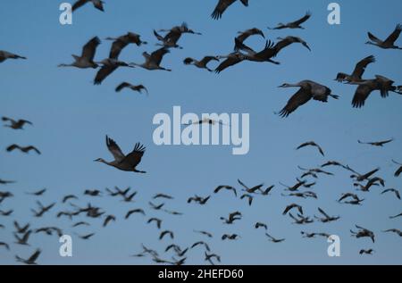 9. Januar 2022, McNeil, Arizona: Jedes Jahr im November beginnen etwa 30.000 Sandhill Cranes ihre jährliche Migration vom North Platte River in Nebraska nach Southern Arizona. Sie überwintern in der Nähe der Stadt McNeal, Arizona, in einem geschützten Gebiet, das als Whitewater Draw Wildlife Area bekannt ist. Am frühen Morgen verlassen sie, um sich auf nahegelegenen Feldern zu ernähren und kehren gegen Mittag an die Ufer eines Sees im Reservat zurück. Am Nachmittag fahren sie meist wieder ab und kehren für den Abend gegen Sonnenuntergang zurück. Die Kraniche bleiben in Arizona bis zum Frühjahr, als sie ihre Reise zurück in den Norden beginnen, wo sie begonnen haben. Diese Stockfoto