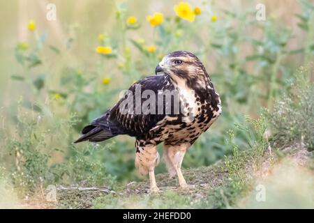 Nahaufnahmporträt eines jungen Swainson's Hawk auf einem Hügel voller natürlicher Pflanzen und gelber Blumen auf dem weichen Hintergrund. Stockfoto