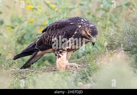 Ein junger Swainson's Hawk, der eine Raupe isst, ein Teil seiner abwechslungsreichen Ernährung in der Sommerzeit. Stockfoto