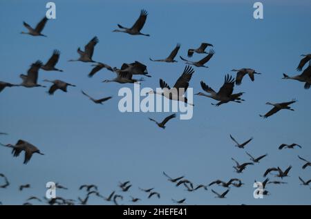 9. Januar 2022, McNeil, Arizona: Jedes Jahr im November beginnen etwa 30.000 Sandhill Cranes ihre jährliche Migration vom North Platte River in Nebraska nach Southern Arizona. Sie überwintern in der Nähe der Stadt McNeal, Arizona, in einem geschützten Gebiet, das als Whitewater Draw Wildlife Area bekannt ist. Am frühen Morgen verlassen sie, um sich auf nahegelegenen Feldern zu ernähren und kehren gegen Mittag an die Ufer eines Sees im Reservat zurück. Am Nachmittag fahren sie meist wieder ab und kehren für den Abend gegen Sonnenuntergang zurück. Die Kraniche bleiben in Arizona bis zum Frühjahr, als sie ihre Reise zurück in den Norden beginnen, wo sie begonnen haben. Diese Stockfoto