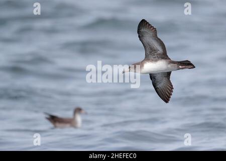 Rosa-Fuss-Schaffleisch (Puffinus creatopus), Unterboden, Einzelvogelflug über die graue Meeresoberfläche, Golf von Ancud, Südchilen 24. Februar 2020 Stockfoto