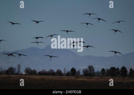 9. Januar 2022, McNeil, Arizona: Jedes Jahr im November beginnen etwa 30.000 Sandhill Cranes ihre jährliche Migration vom North Platte River in Nebraska nach Southern Arizona. Sie überwintern in der Nähe der Stadt McNeal, Arizona, in einem geschützten Gebiet, das als Whitewater Draw Wildlife Area bekannt ist. Am frühen Morgen verlassen sie, um sich auf nahegelegenen Feldern zu ernähren und kehren gegen Mittag an die Ufer eines Sees im Reservat zurück. Am Nachmittag fahren sie meist wieder ab und kehren für den Abend gegen Sonnenuntergang zurück. Die Kraniche bleiben in Arizona bis zum Frühjahr, als sie ihre Reise zurück in den Norden beginnen, wo sie begonnen haben. Diese Stockfoto