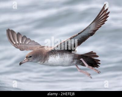 Rotfußgewässer (Puffinus creatopus), Einzelvögel im Flug über der grauen Meeresoberfläche, Golf von Ancud, Südchile 24th. Februar 2020 Stockfoto