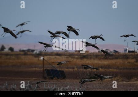 9. Januar 2022, McNeil, Arizona: Jedes Jahr im November beginnen etwa 30.000 Sandhill Cranes ihre jährliche Migration vom North Platte River in Nebraska nach Southern Arizona. Sie überwintern in der Nähe der Stadt McNeal, Arizona, in einem geschützten Gebiet, das als Whitewater Draw Wildlife Area bekannt ist. Am frühen Morgen verlassen sie, um sich auf nahegelegenen Feldern zu ernähren und kehren gegen Mittag an die Ufer eines Sees im Reservat zurück. Am Nachmittag fahren sie meist wieder ab und kehren für den Abend gegen Sonnenuntergang zurück. Die Kraniche bleiben in Arizona bis zum Frühjahr, als sie ihre Reise zurück in den Norden beginnen, wo sie begonnen haben. Diese Stockfoto