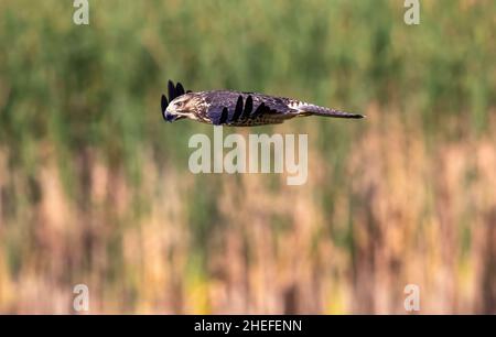 Nahaufnahme eines Swainson's Hawk Juvenile, elegant und stromlinienförmig im Flug, mit Blick über ein Feuchtgebiet. Stockfoto