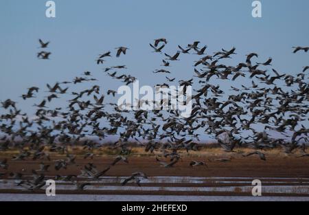 9. Januar 2022, McNeil, Arizona: Jedes Jahr im November beginnen etwa 30.000 Sandhill Cranes ihre jährliche Migration vom North Platte River in Nebraska nach Southern Arizona. Sie überwintern in der Nähe der Stadt McNeal, Arizona, in einem geschützten Gebiet, das als Whitewater Draw Wildlife Area bekannt ist. Am frühen Morgen verlassen sie, um sich auf nahegelegenen Feldern zu ernähren und kehren gegen Mittag an die Ufer eines Sees im Reservat zurück. Am Nachmittag fahren sie meist wieder ab und kehren für den Abend gegen Sonnenuntergang zurück. Die Kraniche bleiben in Arizona bis zum Frühjahr, als sie ihre Reise zurück in den Norden beginnen, wo sie begonnen haben. Diese Stockfoto