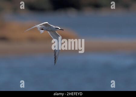 Schneebedeckte Seeschwalbe (Sterna trudeaui), Einzelvögel im Flug über blauer Meeresoberfläche, Golf von Ancud, Südchile 20th. Februar 2020 Stockfoto