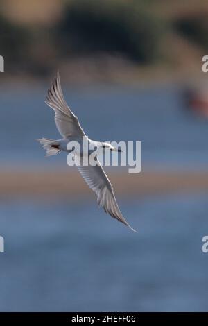 Schneebedeckte Seeschwalbe (Sterna trudeaui), Einzelvögel im Flug über blauer Meeresoberfläche, Golf von Ancud, Südchile 20th. Februar 2020 Stockfoto