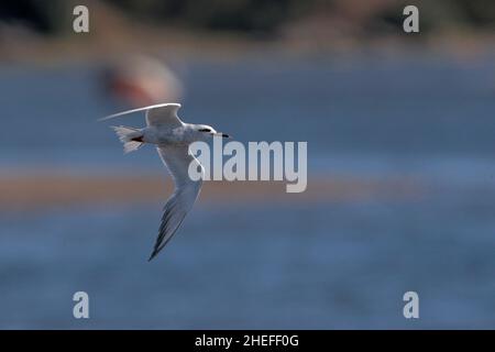 Schneebedeckte Seeschwalbe (Sterna trudeaui), Einzelvögel im Flug über blauer Meeresoberfläche, Golf von Ancud, Chiloe Island, Südchile 23rd. Februar 2020 Stockfoto