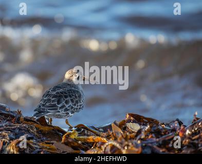 Ein wintergefiederter Purple Sandpiper, Calidris martima, der auf Seetang am Rand des Wassers steht. Stockfoto