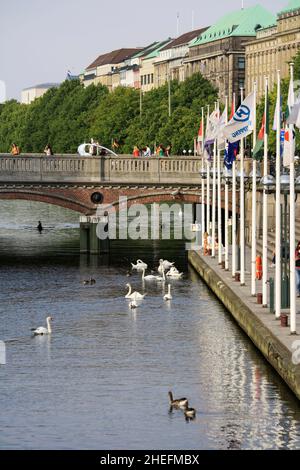 Kleine Alster, Hamburg im Sommer mit Schwanen und Enten, die im See schwimmen. Menschen, die auf einer Brücke gehen, Gebäude und Bäume im Hintergrund. Stockfoto