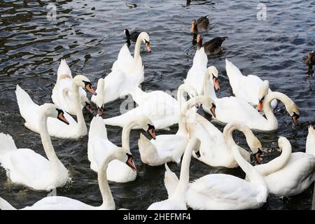 Weiße Schwäne und Enten schwimmen im Sommer auf der Kleinen Alster, Hamburg, Deutschland. Keine Personen. Stockfoto