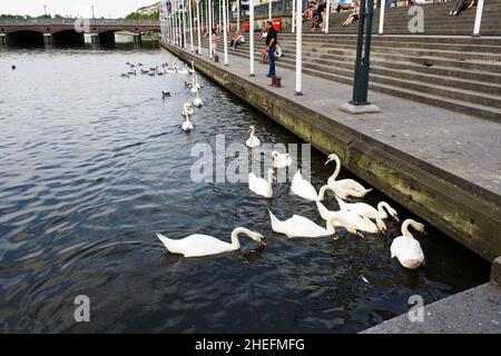 Menschen sitzen, entspannen und füttern im Sommer weiße Schwäne und Enten, die im See an der Kleinen Alster in Hamburg schwimmen. Stockfoto