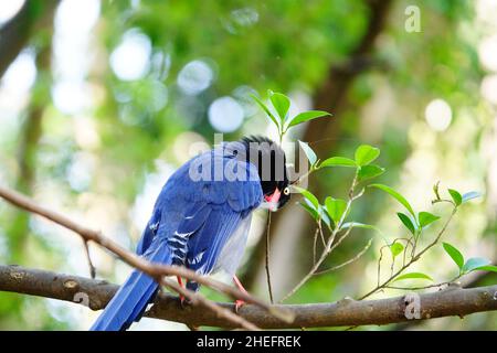 Die taiwanesische Blauelster (臺灣藍鵲), auch Taiwan-Elster oder Formosanische Blauelster genannt, ist eine endemische Vogelart Taiwans. Stockfoto