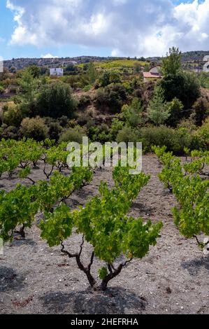 Weinbauindustrie auf der Insel Zypern, Blick auf zypriotische Weinberge mit wachsenden Weinpflanzen an den Südhängen des Troodos-Gebirges Stockfoto