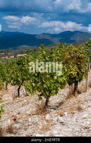 Weinbauindustrie auf der Insel Zypern, Blick auf zypriotische Weinberge mit wachsenden Weinpflanzen an den Südhängen des Troodos-Gebirges Stockfoto