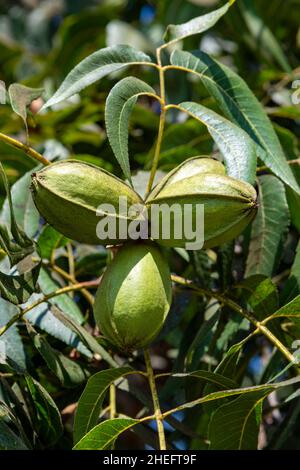 Grüne Pekannüsse reifen auf Plantagen von Pekannüssen auf Zypern in der Nähe von Paphos Stockfoto