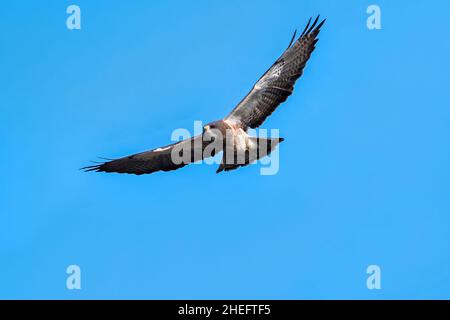 Nahaufnahme eines Swainson's Hawk, der sich im Flug vor einem hübschen blauen Himmel nähert. Stockfoto