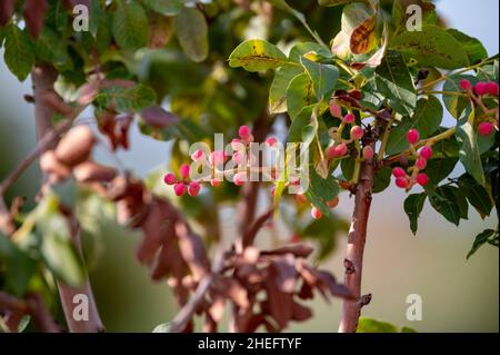 Junge unreife Pistazien wachsen auf der Plantage der Pistazien auf Zypern Stockfoto