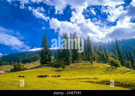 Kühe grasen auf den Himalaya-Wiesen, die das Dorf der Himalaya-Schneelandschaften umgeben, in Kasol, Parvati-Tal, Himachal Pradesh, Indien. Stockfoto