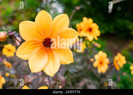 Nahaufnahme der Dahlia Moonfire Blossom in Los Angeles, Kalifornien Stockfoto
