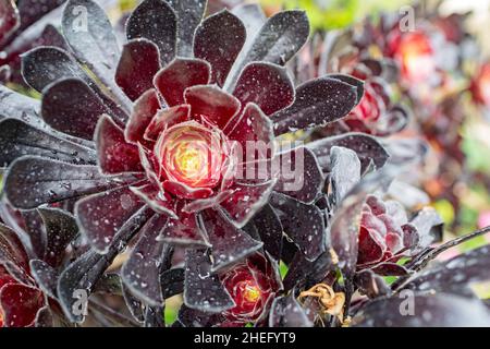 Nahaufnahme des Aeonium Arboreum in Los Angeles, Kalifornien Stockfoto