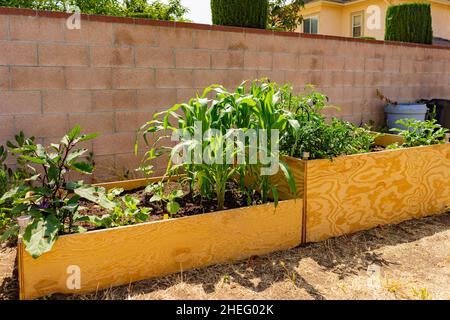 Sonniger Blick auf ein Holzhochbett, das Gemüse in einem Hinterhof in Los Angeles, Kalifornien, anwächst Stockfoto