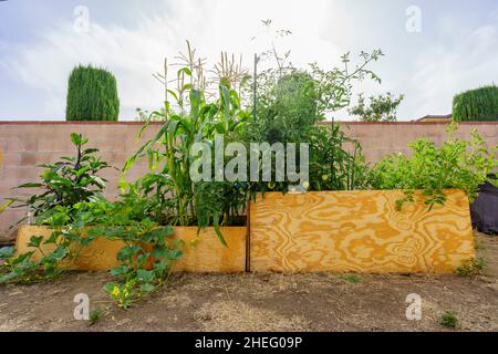 Sonniger Blick auf ein Holzhochbett, das Gemüse in einem Hinterhof in Los Angeles, Kalifornien, anwächst Stockfoto