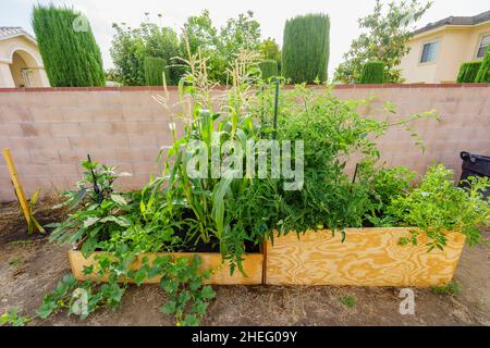 Sonniger Blick auf ein Holzhochbett, das Gemüse in einem Hinterhof in Los Angeles, Kalifornien, anwächst Stockfoto