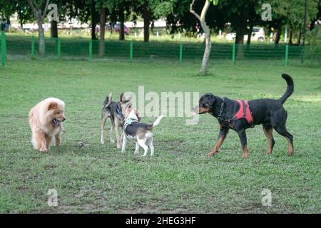 Hundepark, eine Gruppe von Hunden verschiedener Rassen, die zusammen spielen. Konzept der Hundesozialisierung. Stockfoto