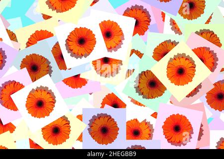 Zufälliges Muster der Gerbera-Blume auf weißem Hintergrund. Valentinstag. Der Beginn des Frühlings. Flach liegend. Draufsicht. Stockfoto