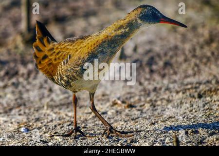 Die europäische Eisenbahn oder Common Rail ist eine Vogelart aus der Familie der Rallidae. Stockfoto