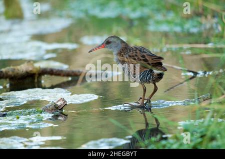 Die europäische Eisenbahn oder Common Rail ist eine Vogelart aus der Familie der Rallidae. Stockfoto