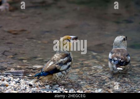 Der große Bill ist eine Art von Singvögeln aus der Familie Fringillidae. Stockfoto